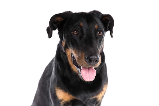 Beauceron best sale beagle mix