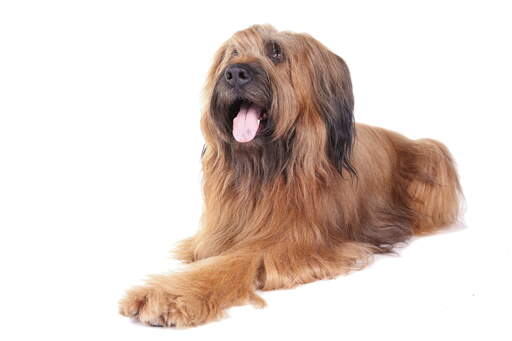 Briard labrador hot sale mix