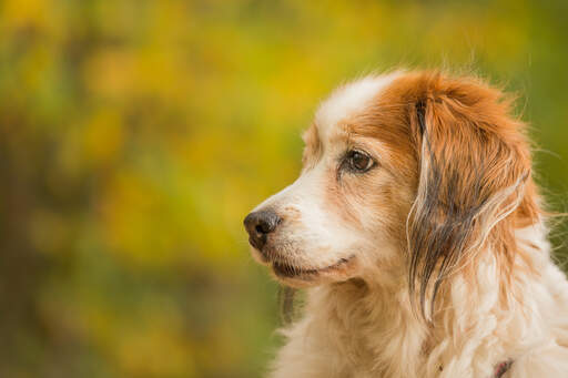 Kooikerhondje golden sales retriever mix