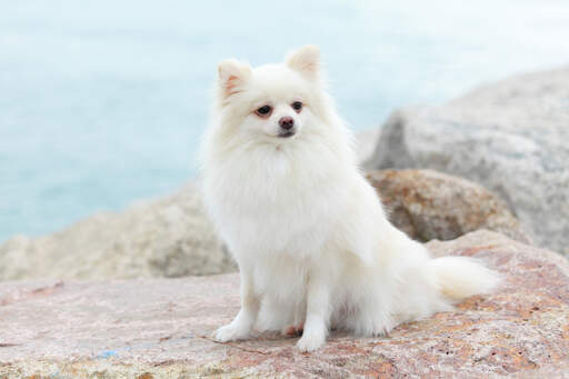 Pomeranian white hot sale adult