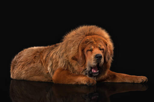 [Image: Dog-Tibetan_Mastiff-A_Tibetan_Mastiff%27...d_coat.jpg]