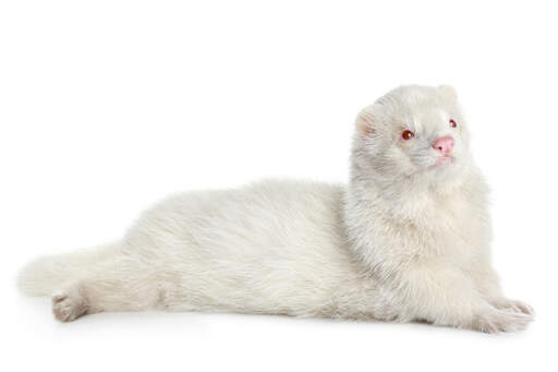 albino ferret
