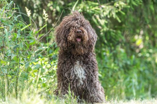 are barbet puppies rare