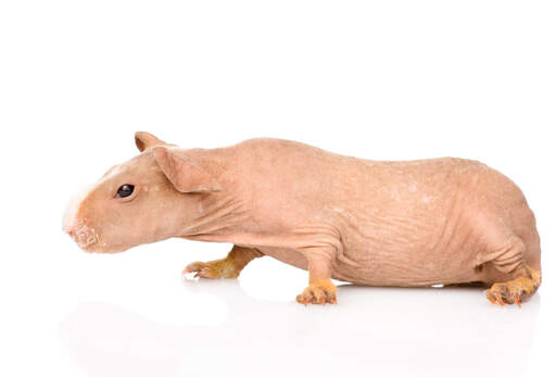 Skinny hairless 2024 guinea pig