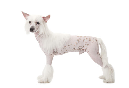 Teacup fashion chinese crested