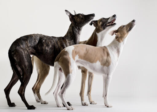 at what age is a sighthound full grown