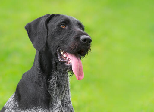 Solid black german shorthaired hot sale pointer