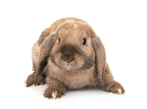 Dwarf lop eared hot sale bunnies for sale