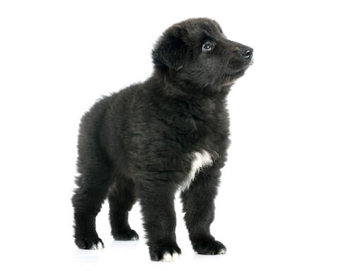 Belgian shepherd sales groenendael puppies