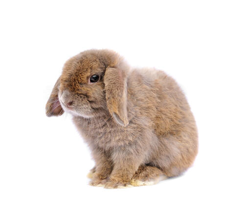 French lop sale rabbits