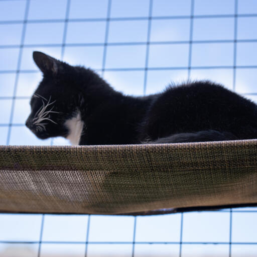 Add a cat shelf to your outdoor cat enclosure