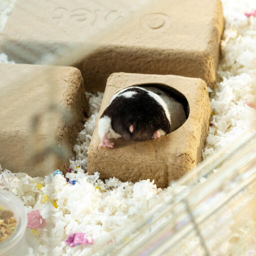 A hamster inside of the compostable chamber hide