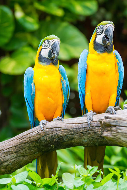 Blue And Yellow Macaw Parrots Parrot Breeds
