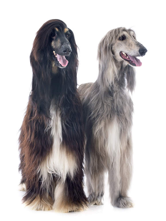 Afghan Hound Dogs Breed Information Omlet