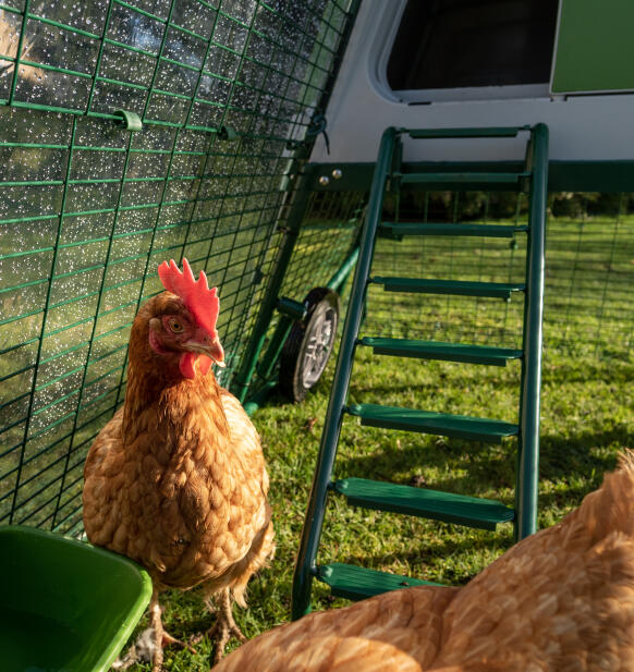 close up of ladder to enter the eglu go up raised chicken coop