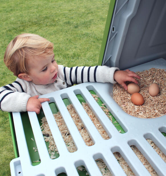 child collecting eggs from the nesting box of the eglu go up chicken coop