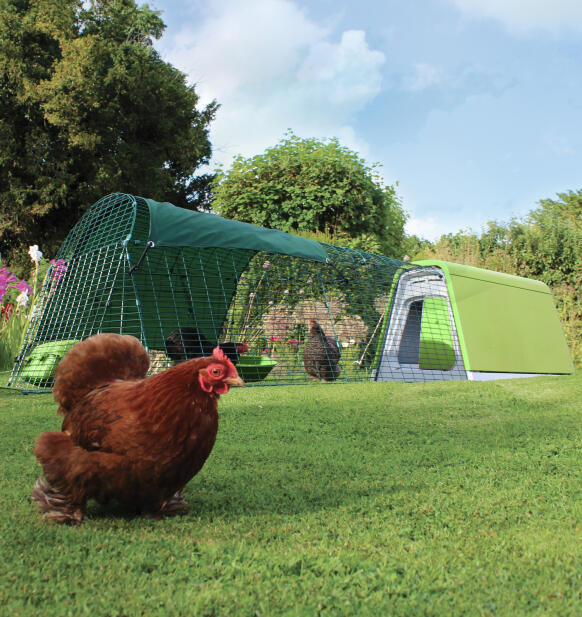 large hen in front of an eglu go up chicken coop in a garden