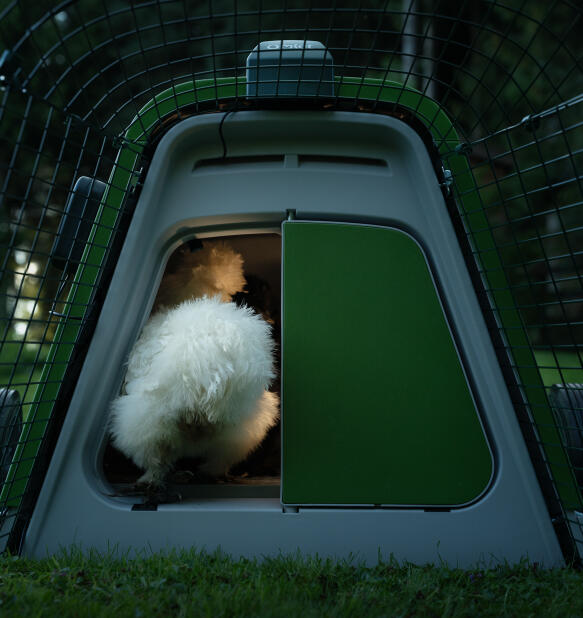 white chicken returning to the eglu go portable chicken coop at dusk