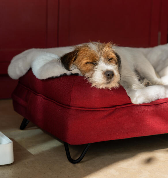 dog resting in a cosy bolster dog bed with fluffy blanket