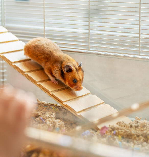 A hamster walking down a ramp attached to the inside of the Omlet hamster cage