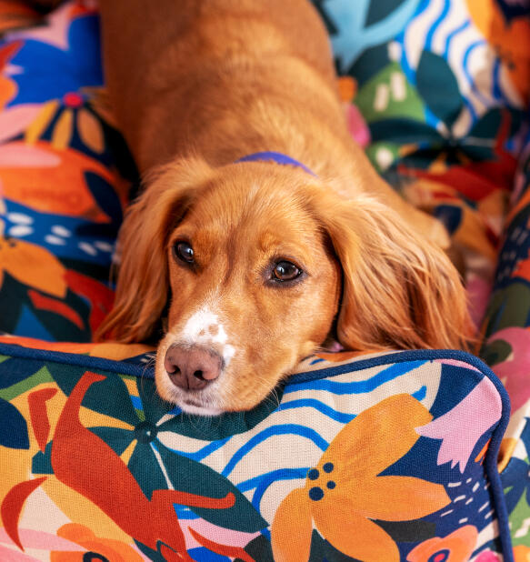 dog lying comfortably in a bold patterned nest bed
