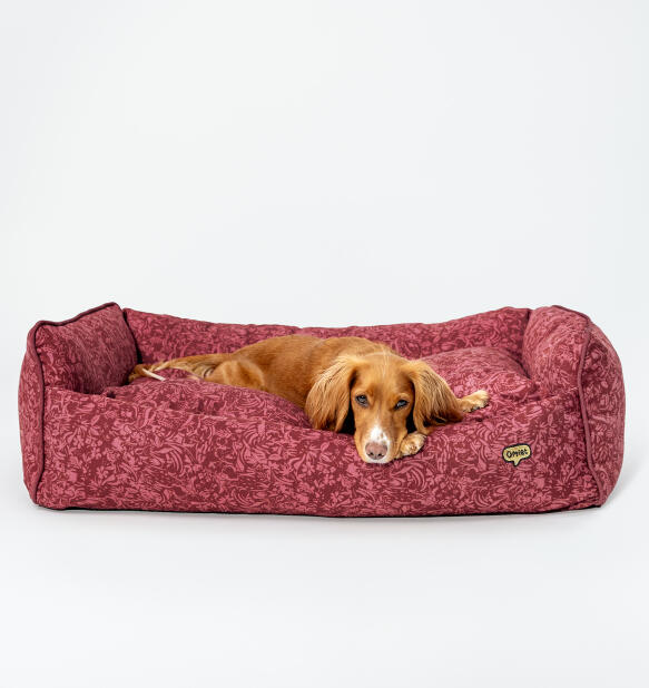 spaniel lying on a berry print dog bed from Omlet