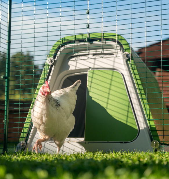 white chicken coming out of an eglu go chicken coop connected to a walk in chicken run