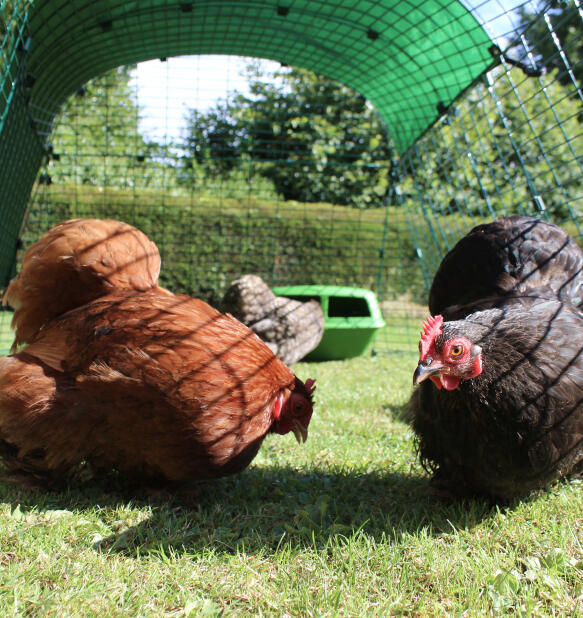 two chickens in an eglu go starter chicken coop