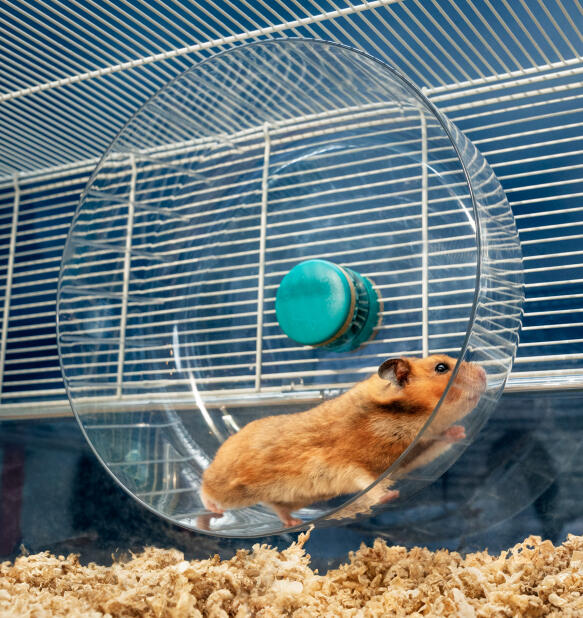 A hamster running in a large wheel inside of a hamster cage