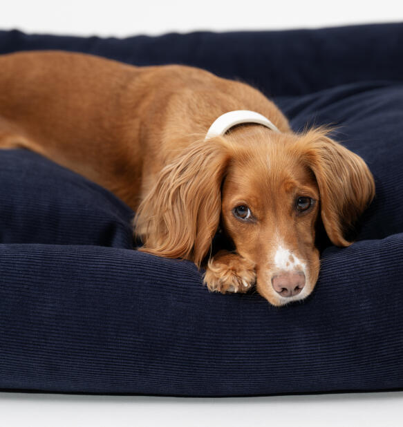 spaniel resting its head on the luxurious cord dog bed from Omlet