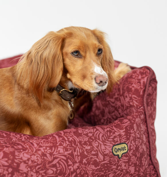 dog looking out from stylish berry paisley print nest dog bed