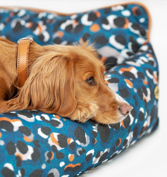 spaniel resting its head on the supportive nest dog bed from Omlet