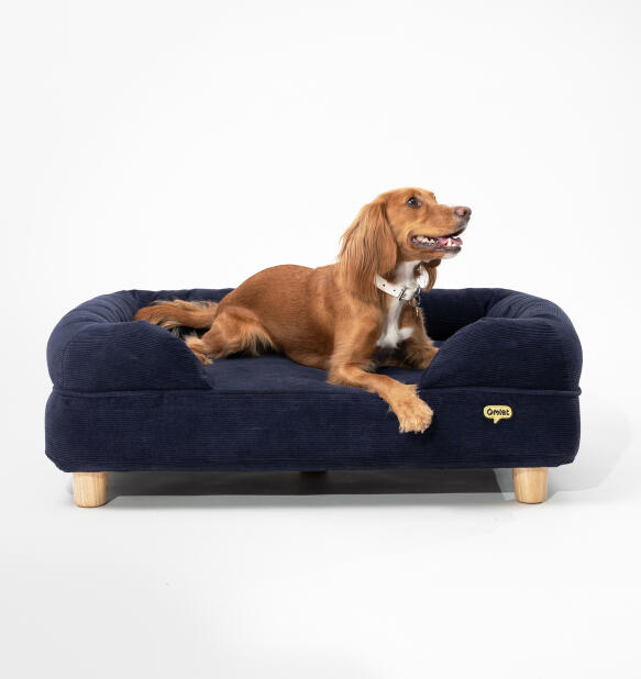 spaniel on a stylish navy cord bolster dog bed