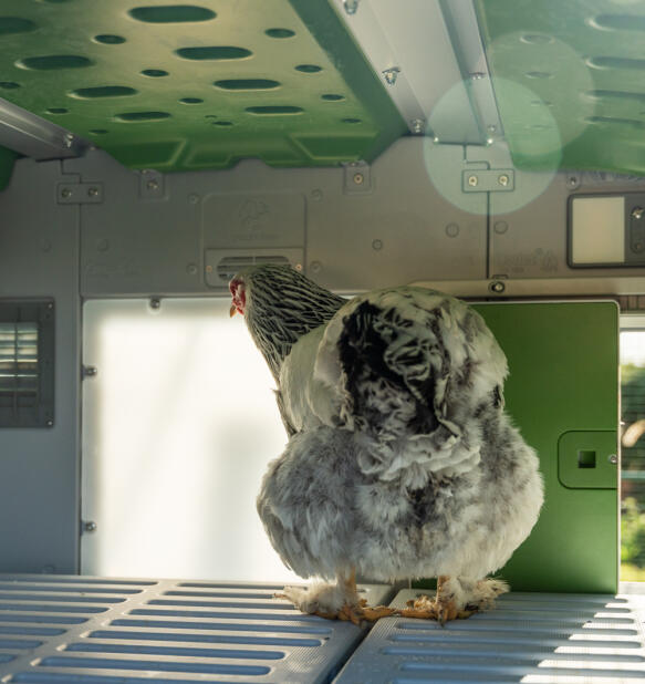 chicken looking at the light coming through the eglu pro chicken coop panel