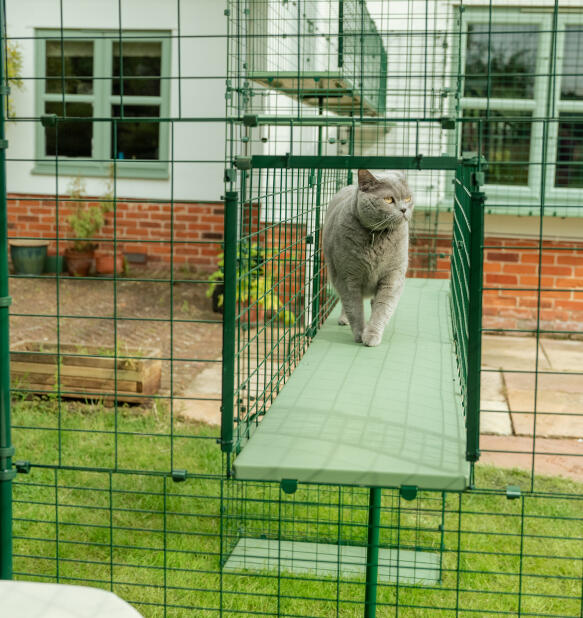 large grey cat in the omlet catio tunnel system