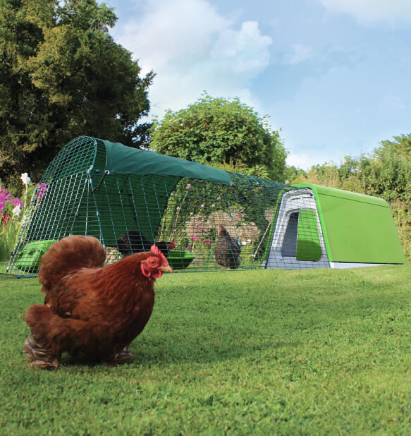 brown chicken in front of the easy to assemble eglu go chicken coop