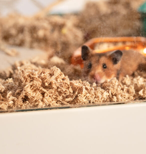 Syrian hamster looking out from the Omlet hamster cage