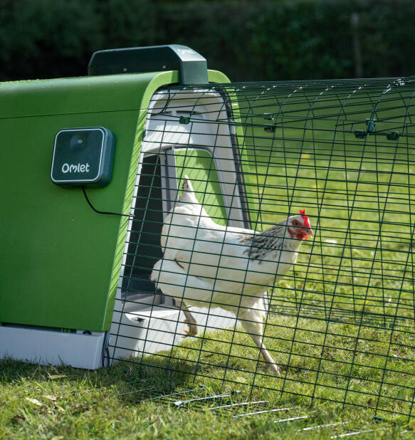 white chicken running out of an eglu go portable chicken coop