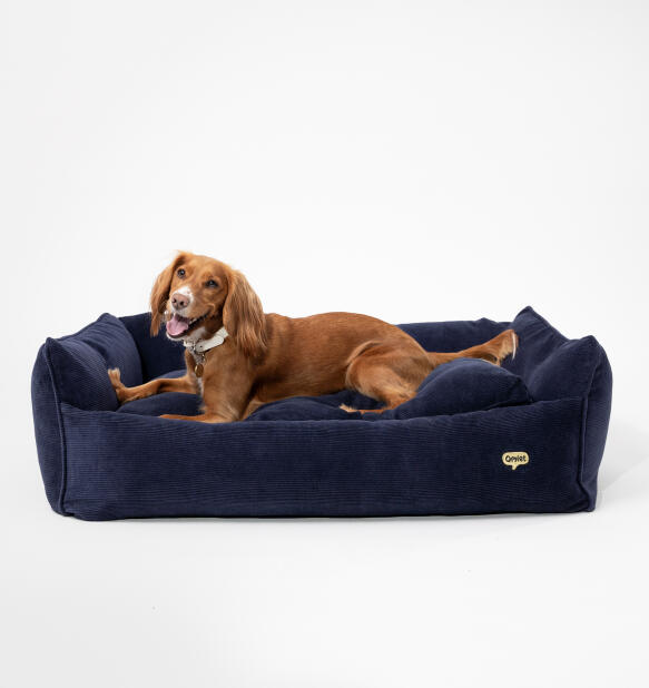 dog in plush organic cord nest dog bed