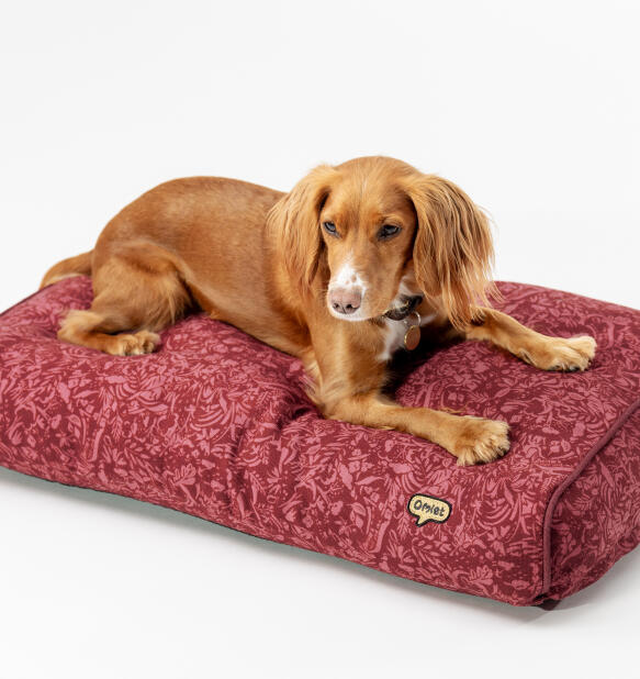 spaniel lying on a berry print dog bed from Omlet