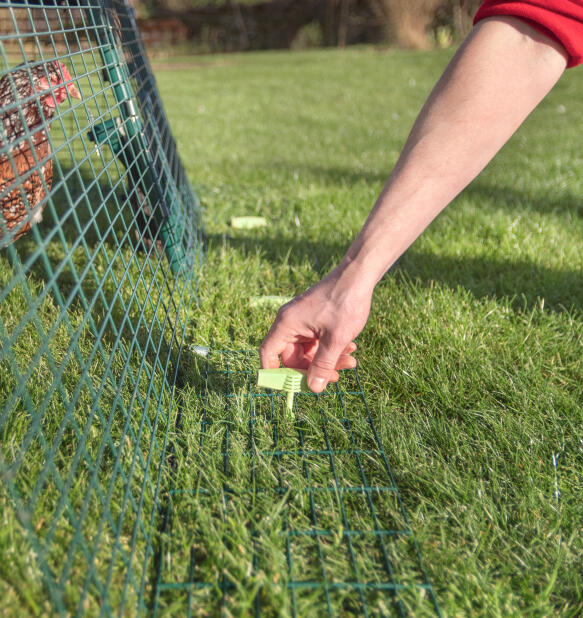 hand adding ground peg to secure eglu chicken coop run