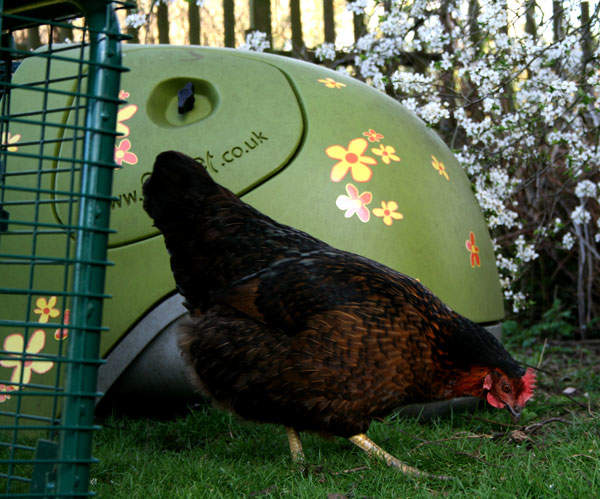 ... Orange Flowers | Eglu Accessories | Chicken Keeping Equipment | Omlet