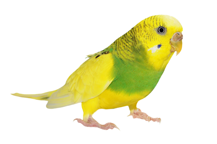 Learn all about budgies with the Omlet bird guide