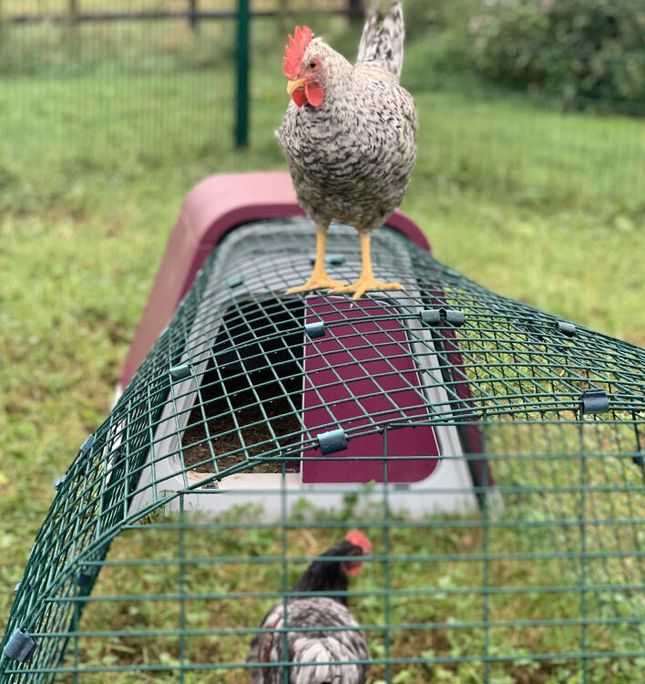 chicken standing on top of an eglu go coop run