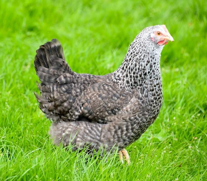 Speckledy For Sale | Chickens | Breed Information | Omlet