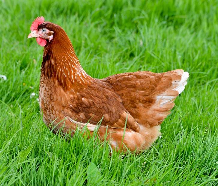 Gingernut Ranger For Sale | Chickens | Breed Information | Omlet