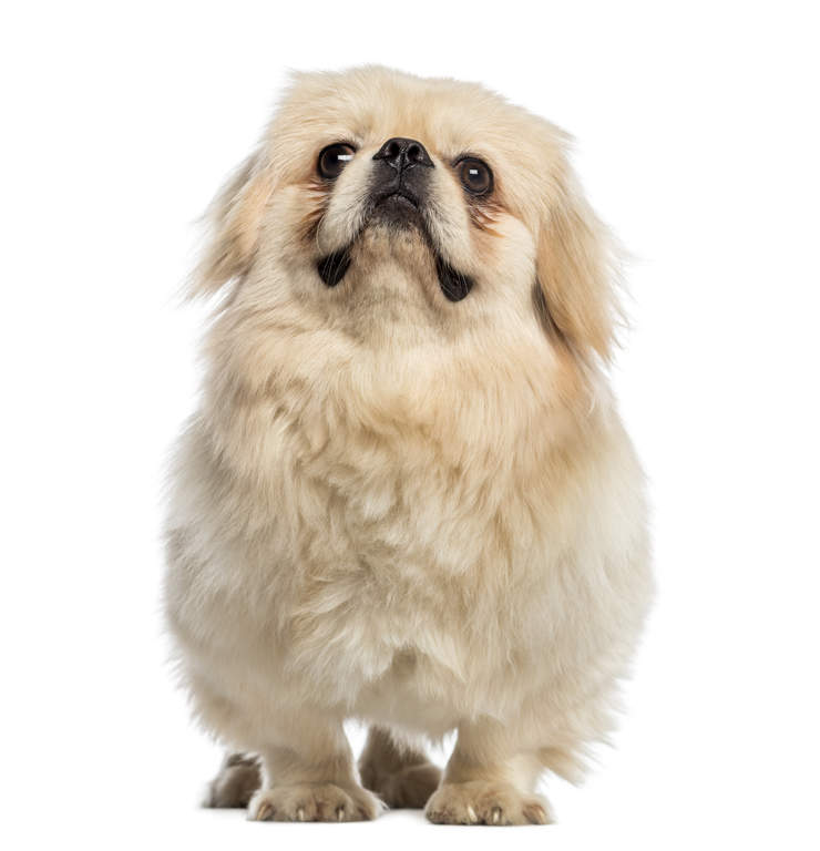 Pekingese Dogs Breed Information Omlet