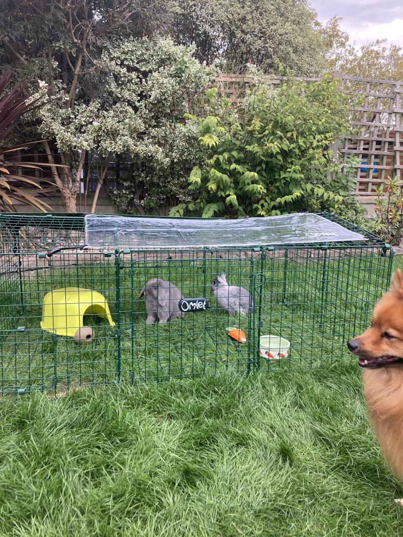 Zippi Rabbit Runs and Playpens | Omlet