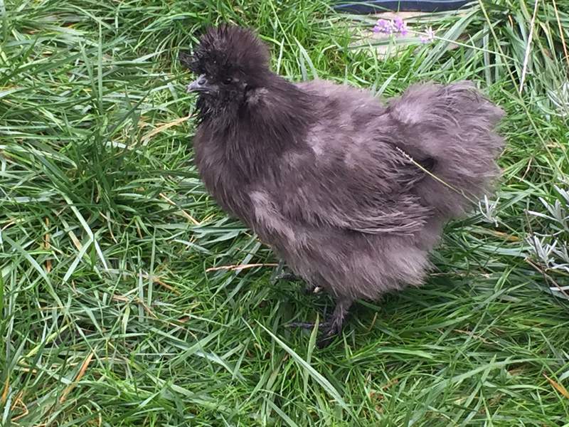 Silkie Chickens | Silkie For Sale