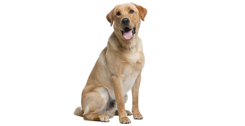 Labrador dog guide